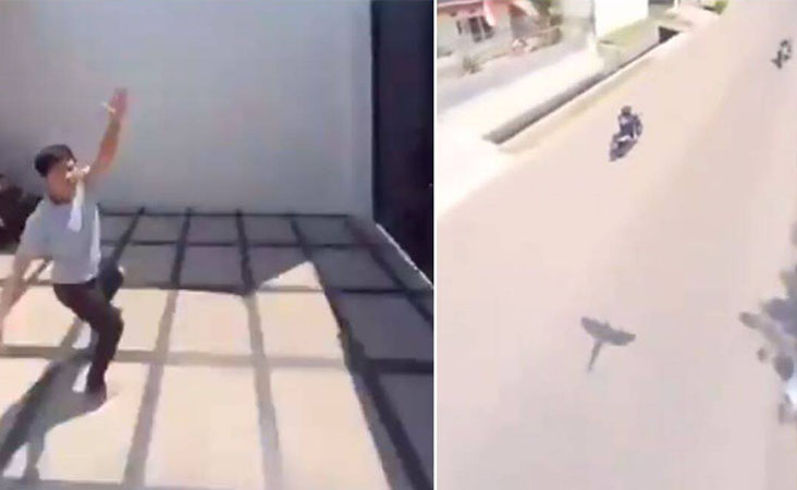 ویڈیو: چھت سے موبائل فون لے کر اڑ گیا طوطا، اور پھر بن گیا ایک شاندار ویڈیو