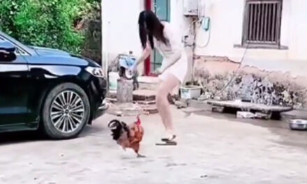 ویڈیو: مرغے نے کیا ناک میں دم، لڑکی بھاگتی رہی لیکن مرغے نے پیچھا نہیں چھوڑا
