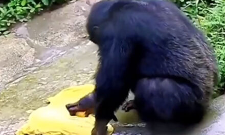 ویڈیو: کیا کبھی آپ نے چمپانزی کو کپڑے دھوتے دیکھا ہے؟ اگر نہیں، تو یہاں دیکھیے