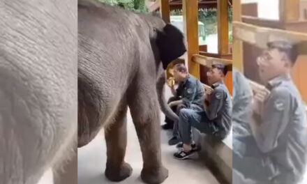 ویڈیو: ہاتھی کے بچے نے کیلا کھاتے شخص کے ہاتھ سے کیلا چھینا اور منھ میں رکھ لیا، آپ بھی دیکھیں