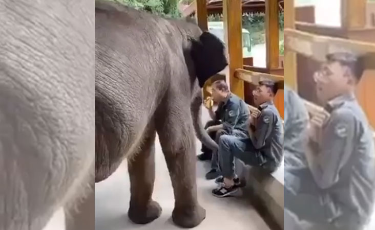 ویڈیو: ہاتھی کے بچے نے کیلا کھاتے شخص کے ہاتھ سے کیلا چھینا اور منھ میں رکھ لیا، آپ بھی دیکھیں