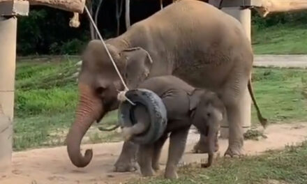 ویڈیو: ماں تو آخر ماں ہوتی ہے، مادہ ہاتھی نے اپنے بچے کو مشکل میں دیکھا تو پہنچ گئی بچانے