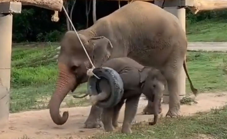 ویڈیو: ماں تو آخر ماں ہوتی ہے، مادہ ہاتھی نے اپنے بچے کو مشکل میں دیکھا تو پہنچ گئی بچانے