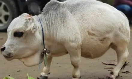 پستہ قد گائے ’رانی‘ کا نام گنیز بک آف ورلڈ ریکارڈس میں درج، کچھ دنوں پہلے ہی رانی کا ہوا انتقال