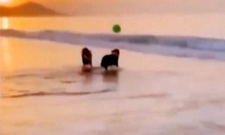 ویڈیو: کبھی آپ نے کتّوں کو ساحل کنارے اس طرح غبارے سے کھیلتے دیکھا ہے؟