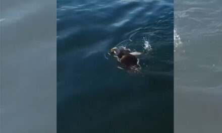 ویڈیو: عقاب کو اس طرح سمندر میں تیرتے آپ نے نہیں دیکھا ہوگا، آخری منظر ہے حیرت انگیز
