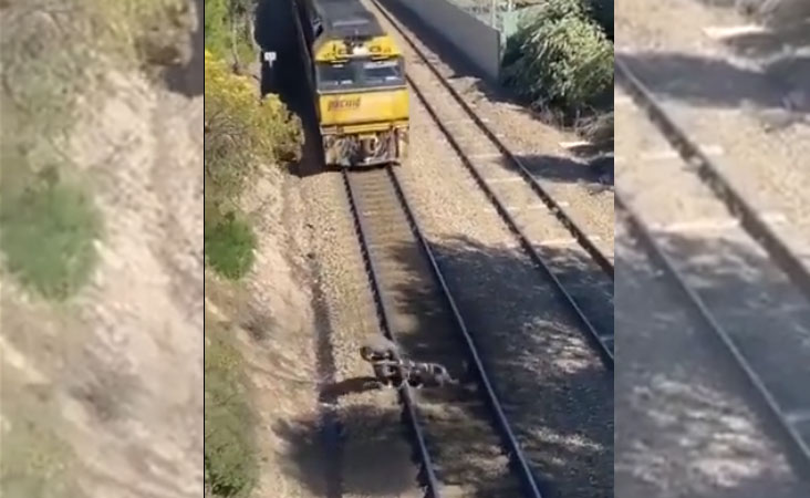 ویڈیو: اس سے پہلے کہ ٹرین کتّے کو کچلتی، ایک مخلص انسان نے دکھائی ہمت اور پھر…