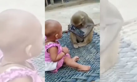 ویڈیو: موبائل فون کے لیے چھوٹی بچی اور بندر کے درمیان پہلے کبھی نہیں دیکھی ہوگی ایسی نوک جھونک