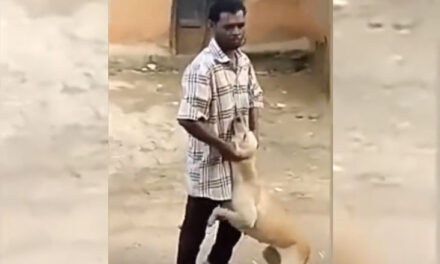 ویڈیو: برے کا انجام برا ہی ہوتا ہے، کتے پر ظلم کرنے والے شخص کو ملی دلچسپ سزا