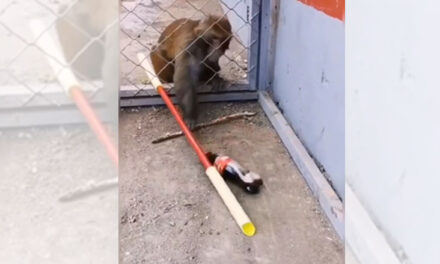 ویڈیو: کولڈ ڈرنک پینے کے لیے بندر نے کیا غضب کا جگاڑ