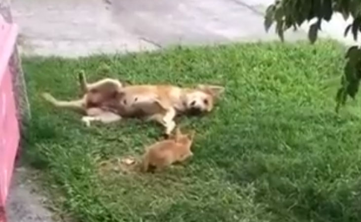 ویڈیو: چھوٹی سی بلّی نے تگڑے کتّے کو دی زبردست پٹخنی، کتا بے چارہ دیکھتا رہ گیا