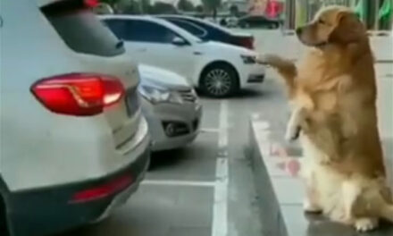 ویڈیو: کبھی آپ نے کتّے کو کار پارکنگ کراتے دیکھا ہے، یہ نظارہ غضب ہے