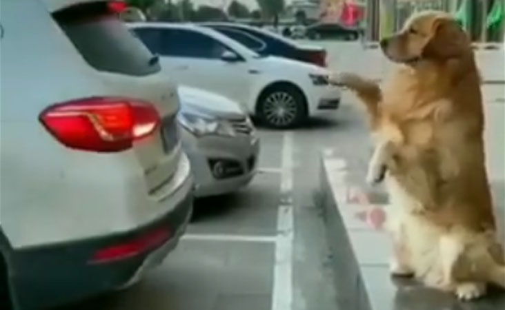 ویڈیو: کبھی آپ نے کتّے کو کار پارکنگ کراتے دیکھا ہے، یہ نظارہ غضب ہے