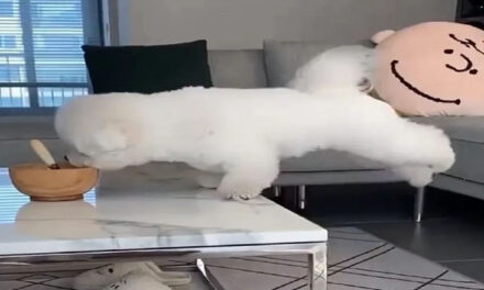 ویڈیو: کبھی آپ نے کتے کو یوگا کرتے دیکھا ہے، اسے دیکھ کر آپ کی ہنسی چھوٹ جائے گی