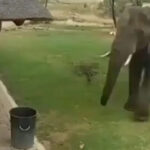 ویڈیو: انسان کو انسان کی تصویر بناتے آپ نے خوب دیکھا ہوگا، اب ہاتھی کو ہاتھی کی تصویر بناتے دیکھیے