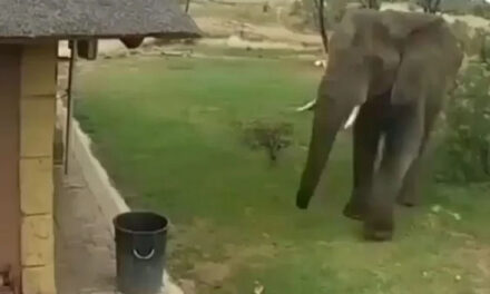 ویڈیو: انسان کو انسان کی تصویر بناتے آپ نے خوب دیکھا ہوگا، اب ہاتھی کو ہاتھی کی تصویر بناتے دیکھیے