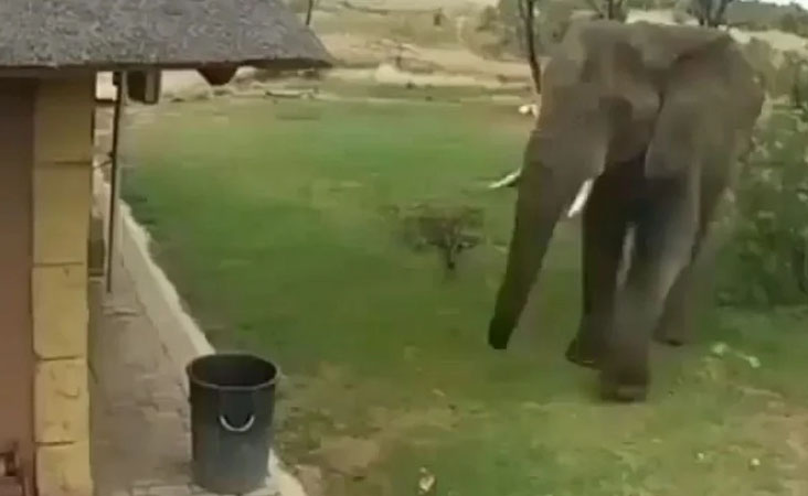 ویڈیو: ہاتھی کی صفائی مہم دیکھ کر حیرت میں رہ جائیں گے، اس ہاتھی کا جواب نہیں