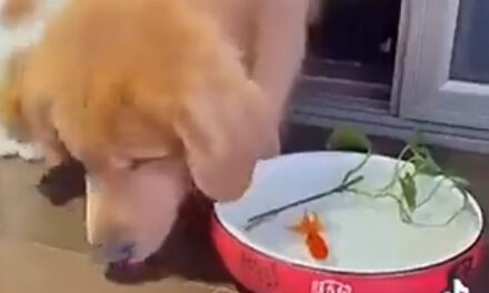 ویڈیو: اور پھر کتّے نے تڑپتی ہوئی مچھلی کی جان بچا دی!