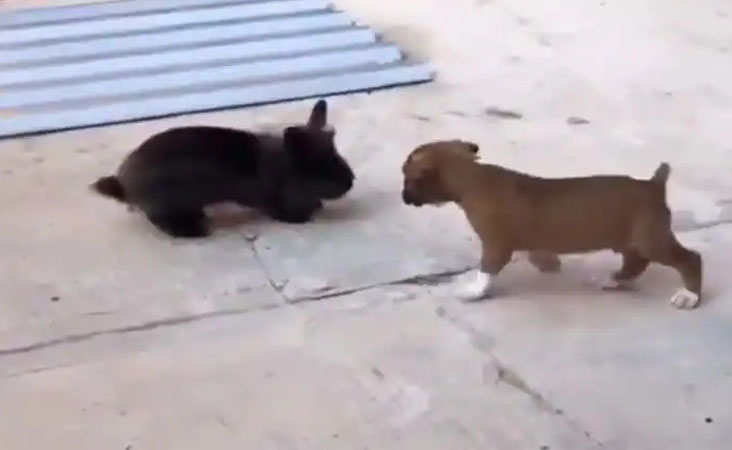 ویڈیو: کتے کے بچے نے خرگوش کی خوب اتاری نقل، دونوں کی دوستی لاجواب
