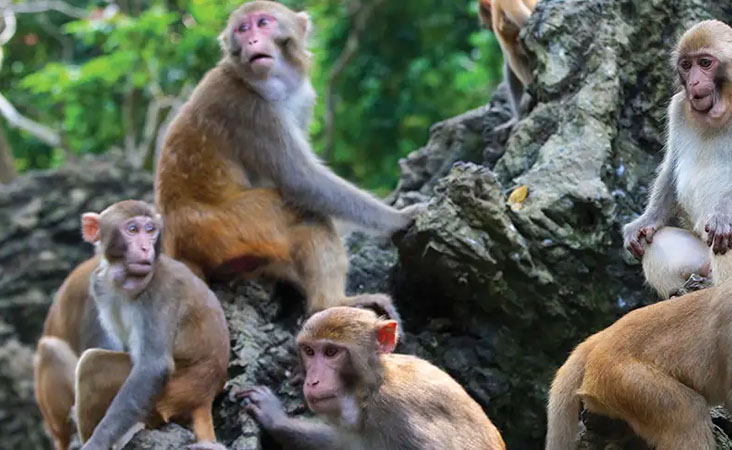 سپریم کورٹ کے جج بندروں سے ہوئے پریشان، بھگانے کے لیے جاری کیا گیا ٹنڈر