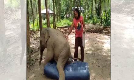 ویڈیو: ’ایک چھوٹا ہاتھی جھوم کے چلا‘، ہاتھی کے بچے کی اس مستی نے جیتا سب کا دل
