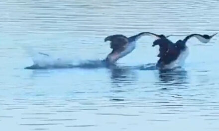 ویڈیو: پانی میں دو ہنسوں کے جوڑے نے پیش کیا دلکش نظارہ، آپ نے دیکھا کیا!
