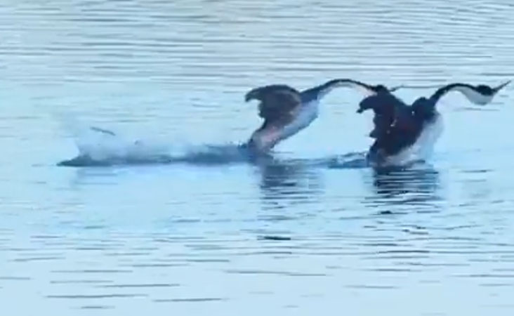 ویڈیو: پانی میں دو ہنسوں کے جوڑے نے پیش کیا دلکش نظارہ، آپ نے دیکھا کیا!