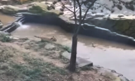 ویڈیو: تالاب میں باگھ کے ساتھ بطخ کی ’لُکا-چھپی‘ نے جیتا لوگوں کا دِل