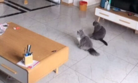 ویڈیو: دو معصوم بلیوں کی اداکاری دیکھ آپ ہنستے ہنستے ہو جائیں گے لوٹ پوٹ