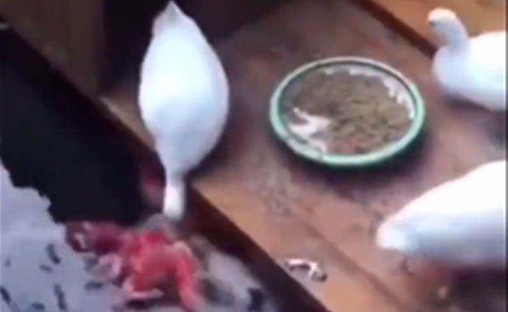 وائرل ویڈیو: ان پرندوں سے ہم انسانوں کو سبق حاصل کرنے کی ضرورت ہے