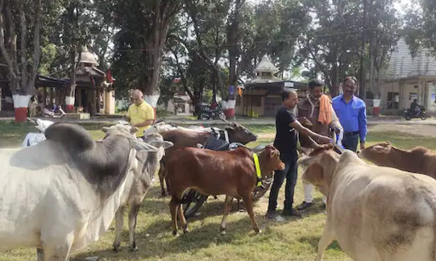 ’بھینس کٹ سکتی ہے تو پھر گائے کیوں نہیں؟‘ کرناٹک کے وزیر برائے مویشی پروری کا بیان