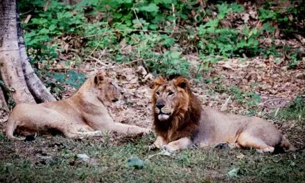 مغربی بنگال: چڑیا گھر میں موجود شیر کا نام ’اکبر‘ کی جگہ ’سورج‘ رکھا جائے، ریاستی حکومت کا مشورہ